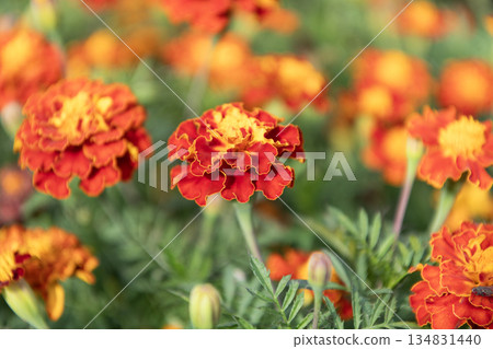 Flowering marigold in nature. Macro of flowering marigold. Orange tagetes flower. Natural flower blossom. Flora nature. Bright blooming flower in nature. Marigold flower. Blooming nature 134831440
