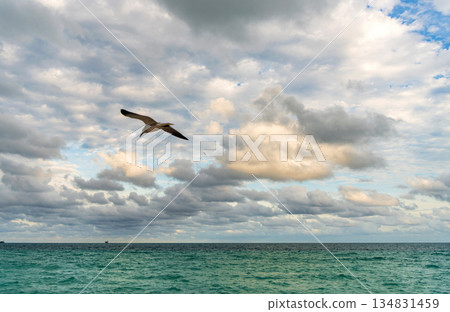 Sea horizon view. Seagull bird fly in cloudy sky. Seascape at summer vacation. Skyscape with sea horizon. Horizon view at sea gull. Seagull at sunset seascape. Sea gull bird Sea horizon view. Seagull bird fly in cloudy sky. Seascape at summer vacation. Skyscape with sea horizon. Horizon view at sea gull. Seagull at sunset seascape. Sea gull bird 134831459