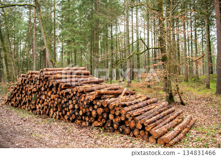 Deforestation and logging. Stack of cut wood. Wood log, timber logging. Harvest of timber. Lumber industry business. Deforestation. Tree log in forest. Pine tree log. Softwood lumber 134831466