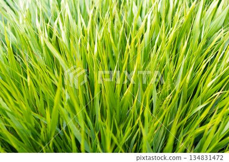 Green nature background. Grassland meadow. Grass background. Nature environment. Green grass lawn. Nature with green grassy. Summer lawn with grassy plant. Lush vegetation 134831472