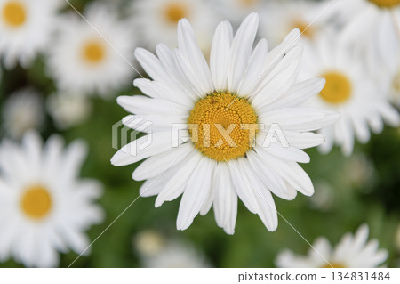Macro of flowering chamomile. Soft daisy flower. Natural chamomile flower. Flora nature. Bright blooming flower in nature. Chamomile flower. Flowering nature closeup. Beauty of nature 134831484
