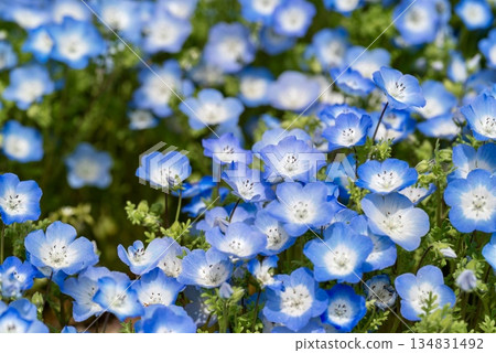Nemophila flower field that blooms all over 134831492