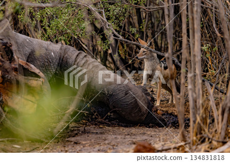 A black backed jackal is watchful beside an elephant carcass in the undergrowth in Botswana A black backed jackal is watchful beside an elephant carcass in the undergrowth in Botswana 134831818