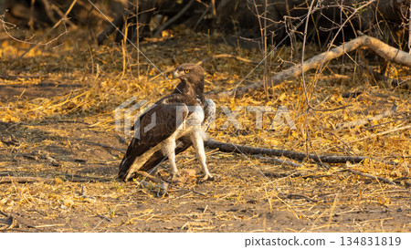 Close Up of a Marshall Eagle on the ground with the carcass of a small antelope in its talons in Chobe National Park, Botswana Close Up of a Marshall Eagle on the ground with the carcass of a small antelope in its talons in Chobe National Park, Botswana 134831819