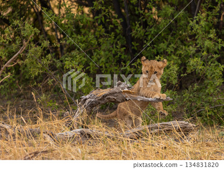 Lion cub plays on a fallen tree in Botswana Lion cub plays on a fallen tree in Botswana 134831820