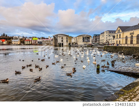 Swans and Ducks on Tjornin Lake in Reykjavik, Iceland Urban Nature 134831823