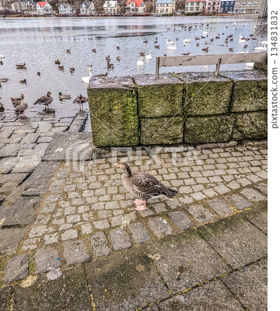 Goose Standing by Tjornin Lake with Swans and Ducks in Reykjavik Iceland 134831832
