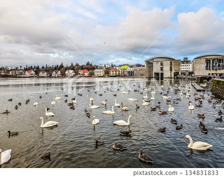 Swans and Ducks on Tjornin Lake in Reykjavik, Iceland Urban Nature 134831833