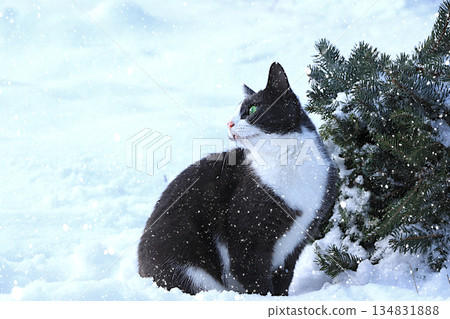 A fluffy grey cat sits in a snowdrift by a fir tree and looks at the falling snow. Severe winter frosts do not frighten Siberian cats, who are not afraid of the cold. The concept of compassion 134831888