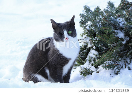 A fluffy one eyed gray cat sits in a snowdrift by a fir tree. Severe winter frosts do not frighten Siberian cats, who are not afraid of the cold. The concept of compassion and helping stray animals 134831889