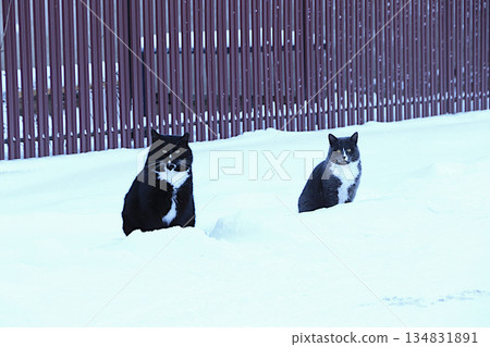 Fluffy fat cats are sitting in a snowdrift by the fence. Severe winter frosts do not frighten Siberian cats, who are not afraid of the cold. The concept of compassion and helping stray animals Fluffy fat cats are sitting in a snowdrift by the fence. Severe winter frosts do not frighten Siberian cats, who are not afraid of the cold. The concept of compassion and helping stray animals 134831891