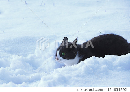 A funny gray cat with flattened ears is preparing to jump into a snowdrift. Severe winter frosts do not frighten Siberian cats, who are not afraid of the cold. The concept of compassion A funny gray cat with flattened ears is preparing to jump into a snowdrift. Severe winter frosts do not frighten Siberian cats, who are not afraid of the cold. The concept of compassion 134831892