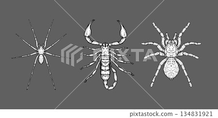Detailed hand-drawn spider, scorpion, and tarantula on dark background. 134831921