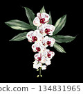 Wedding bouquet with orchid flowers and green leaves. 134831965