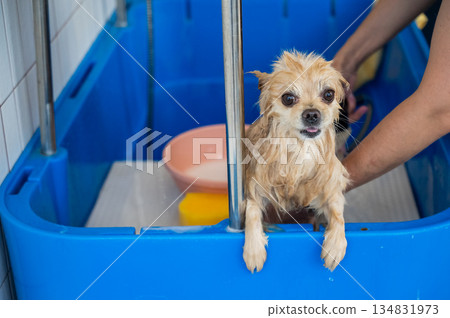 Cute Pomeranian at the grooming. Dog in the shower. Cute Pomeranian at the grooming. Dog in the shower. 134831973