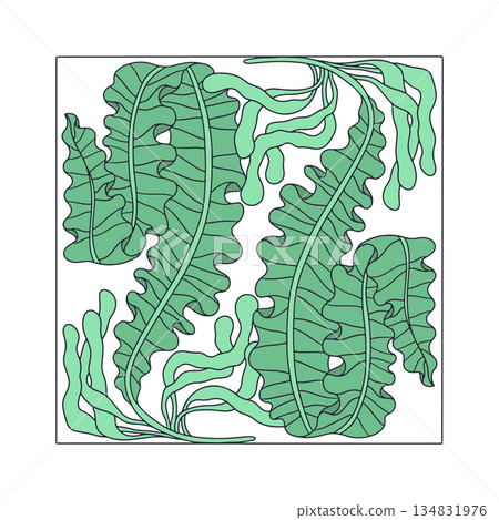 Elegant curvy green seaweed symmetrical composition hand drawn vector illustration Elegant curvy green seaweed symmetrical composition hand drawn vector illustration 134831976
