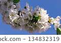 White Cherry Blossoms Cluster Under Clear Sky 134832319