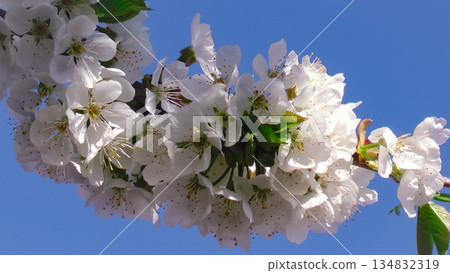 White Cherry Blossoms Cluster Under Clear Sky White Cherry Blossoms Cluster Under Clear Sky 134832319