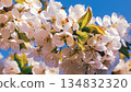 White Cherry Blossoms Against Clear Spring Sky 134832320