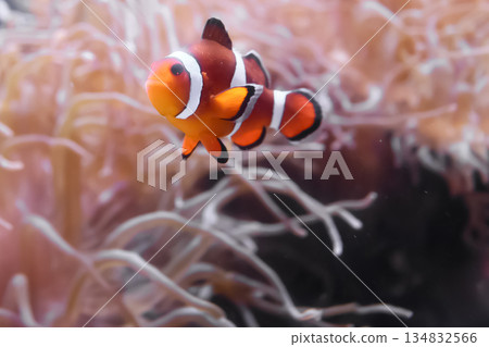 小丑魚與海葵一起游泳 134832566