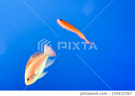 An anthias gracefully swimming in a blue aquarium 134832567