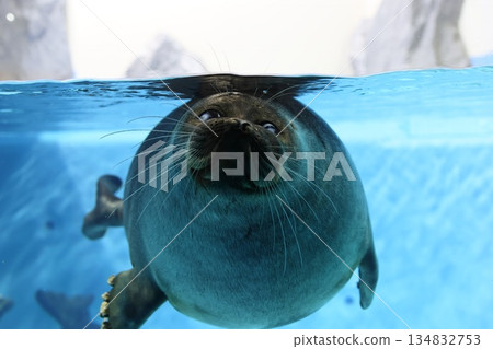 一隻海豹在水中盯著你看 134832753