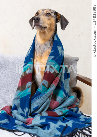 spotted dog wrapped in blanket is sitting on couch. blanket is blue and red, Christmas ornament. spotted dog wrapped in blanket is sitting on couch. blanket is blue and red, Christmas ornament. 134832998