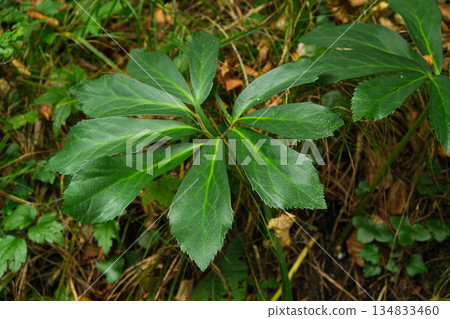 Green hellebore leaves in summer forest, wild alpine plant close-up 134833460
