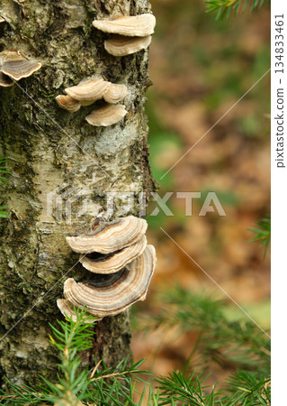 Wild Turkey Tail Mushrooms Growing on Tree Trunk in Forest 134833461