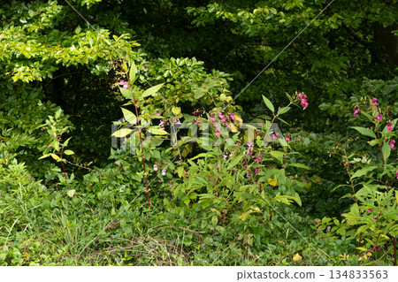 Pink Impatiens Flower Growing in the Wilderness of the Alps Pink Impatiens Flower Growing in the Wilderness of the Alps 134833563