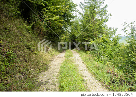 Hiking trail in deciduous forest with mountain views. Hiking trail in deciduous forest with mountain views. 134833564