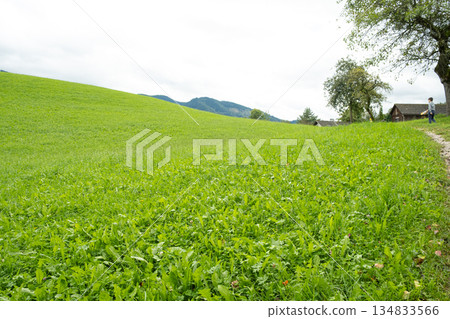 Typical Austrian landscape, green meadow, countryside and village Typical Austrian landscape, green meadow, countryside and village 134833566