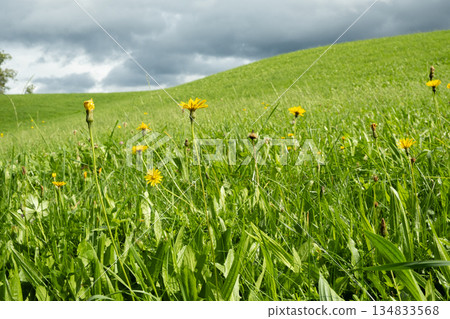 Vibrant Yellow Dandelions Blooming in Lush Green Grass 134833568
