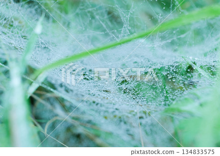 Macro View of Spider Web with Morning Dew Drops Macro View of Spider Web with Morning Dew Drops 134833575