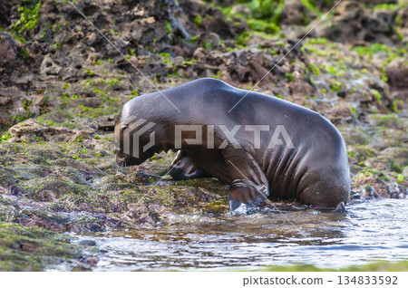 Sea Lion baby, Peninsula Valdes, Unesco World Heritage Site,Patagonia, Argentina 134833592