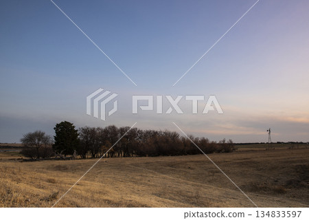 Flowered field in the Pampas Plain, La Pampa Province, Patagonia, Argentina. 134833597