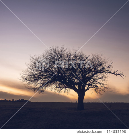 Flowered field in the Pampas Plain, La Pampa Province, Patagonia, Argentina. Flowered field in the Pampas Plain, La Pampa Province, Patagonia, Argentina. 134833598