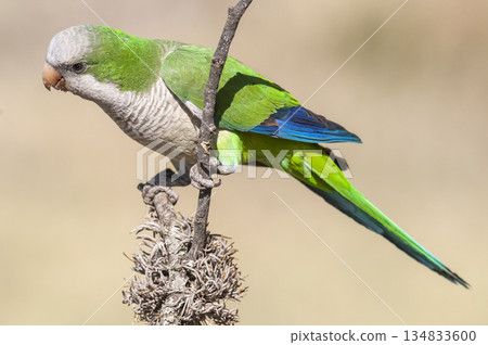 Parakeet,feeding on wild fruits, La Pampa, Patagonia, Argentina 134833600