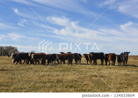 Cows grazing in the field, in the Pampas plain, Argentina Cows grazing in the field, in the Pampas plain, Argentina 134833604