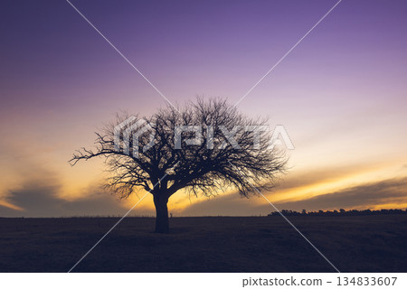 Flowered field in the Pampas Plain, La Pampa Province, Patagonia, Argentina. Flowered field in the Pampas Plain, La Pampa Province, Patagonia, Argentina. 134833607