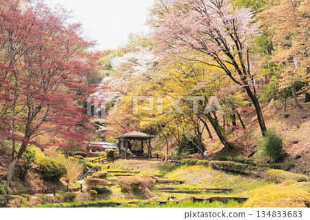 Cherry blossoms and fresh green 134833683