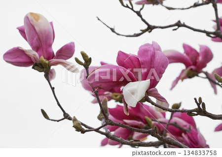 花園裡盛開的玉蘭花 花園裡盛開的玉蘭花 134833758