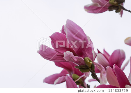 花園裡盛開的玉蘭花 134833759