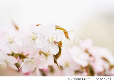 Cherry blossoms blooming in a park in Hokkaido Cherry blossoms blooming in a park in Hokkaido 134833761