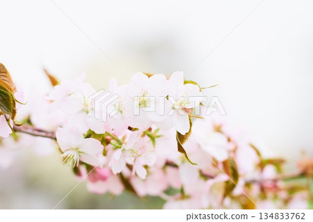 北海道公園裡盛開的櫻花 北海道公園裡盛開的櫻花 134833762