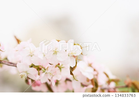 Cherry blossoms blooming in a park in Hokkaido Cherry blossoms blooming in a park in Hokkaido 134833763