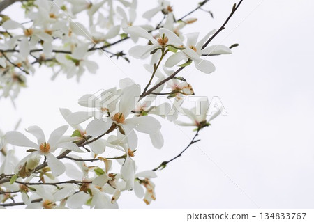 Kobusi flowers blooming in a park in Hokkaido 134833767