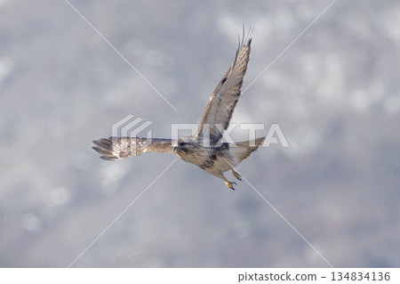 一隻禿鷹飛向山峰 134834136