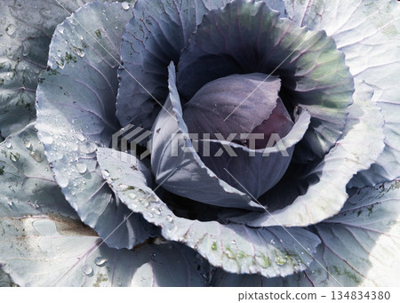 Farming and harvest. Harvest crop. Cabbage vegetable, Acephala Brassica. Nature background. Brassica cabbage vegetable 134834380