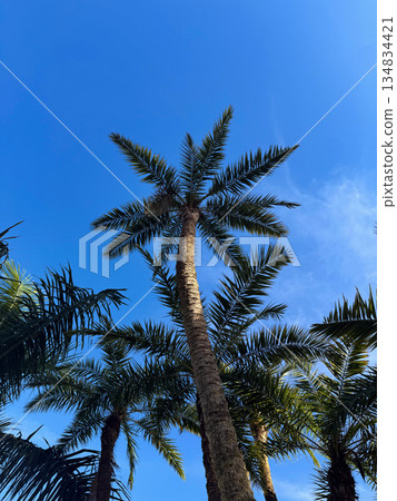 Upward View of Palm Trees Against Clear Blue Sky - Tropical Nature Perspective 134834421